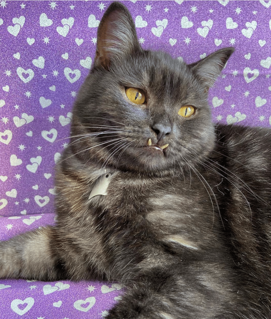 Griu, il gatto vampiro che nessuno voleva adottare a causa dei suoi denti sporgenti