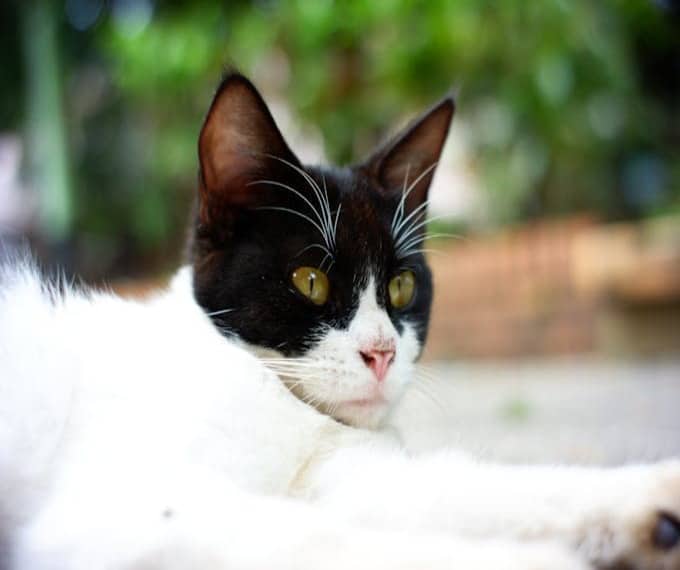 Eutanasia del gatto
