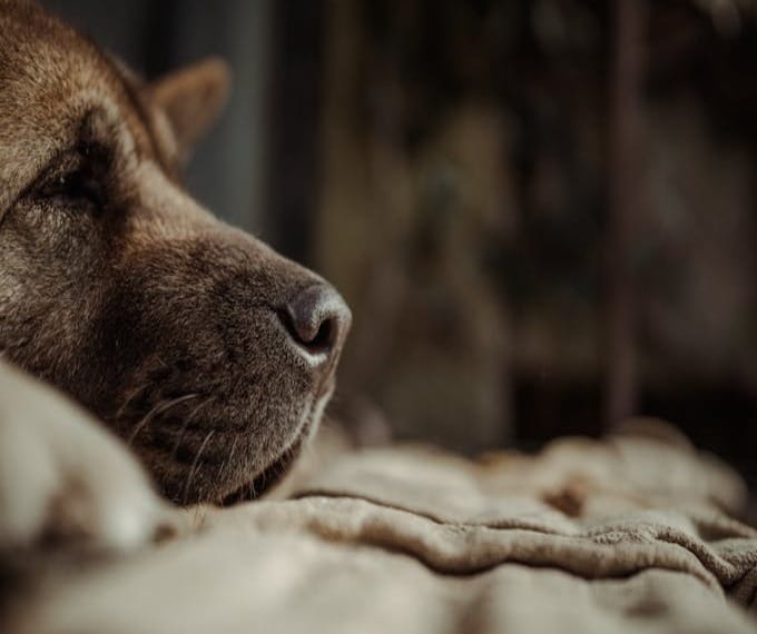 cosa fare quando muore un cane 