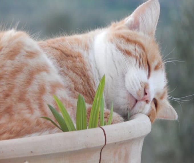 cosa fare quando muore un gatto