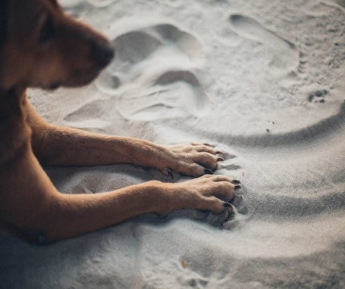 cremazione animali a milano 