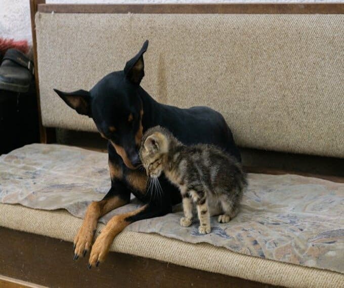 cremazione animali domestici