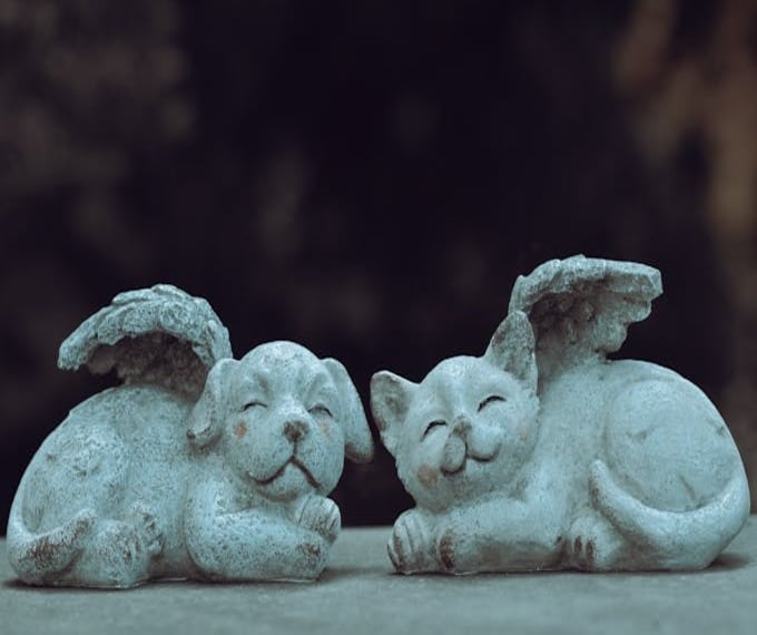 cremazione animali guida completa