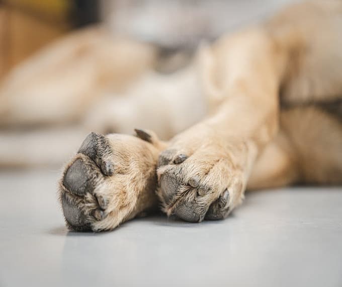 morte del cane