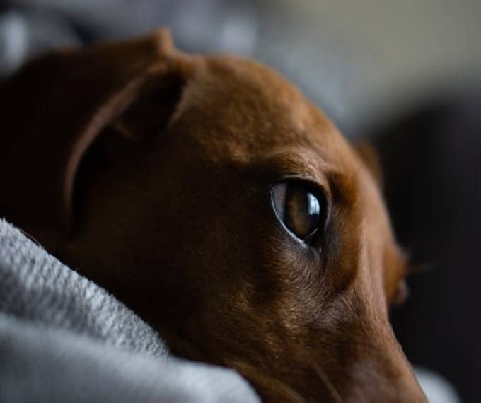 quando muore un cane dove portarlo