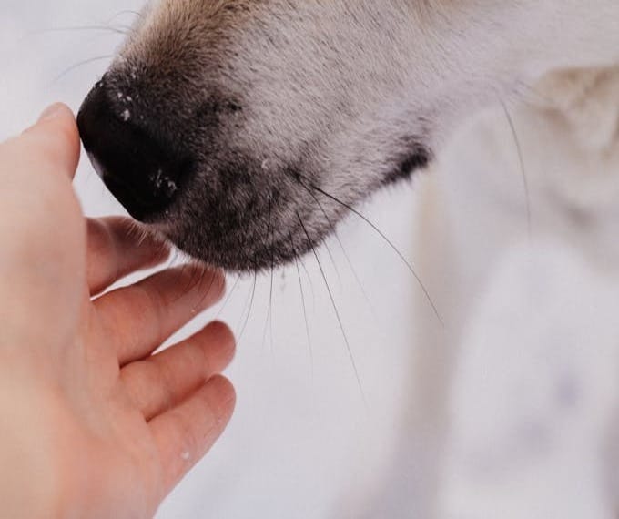 seppellire un cane