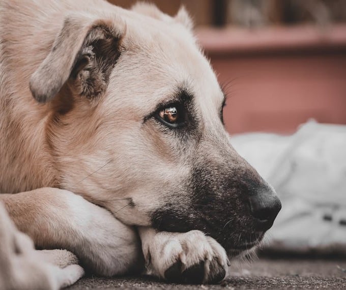 soppressione del cane
